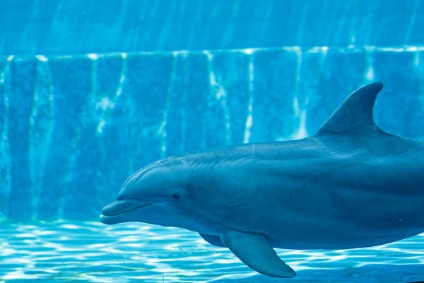 L’Acquario di Cattolica, cosa vedere con i più piccoli