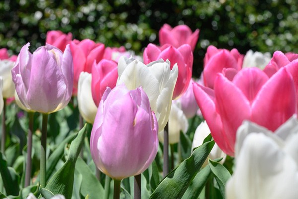 Cattolica in fiore, 4 giornate di relax e divertimento